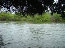 Nadando no rio ao acordar, em Jacumã, distrito de Conde - PB