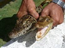Nosso guia segura jacarés na Isla de la Juventud, em Cuba