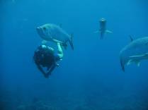 Observando o pacífico e enorme tarpon durante mergulho em Babylon, na costa de Saba - Caribe