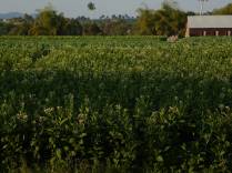 Plantação de tabaco em Pinar del rio, no oeste de Cuba