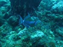 Queen Trigger Fish, no Hangover Reef, na costa de Statia - Caribe