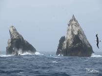 Shag Rocks,enormes rochedos lotados de pássaros entre Falkland e Geórgia do Sul