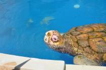 Tartaruga Cabeçuda no Projeto Tamar, na Praia do Forte - BA