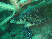 Tartaruga descansando em mergulho em Speyside - Tobago