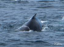 Um emocionante encontro com baleias ao largo de Elephant Island, na Antártida