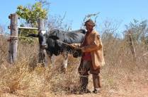 Vaqueiro no Vale do Peruaçu, próximo à Januária - MG
