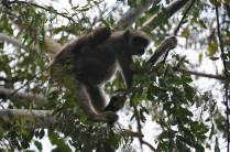 Visão próxima dos Muriquis, maior primata das Américas, na RPPN Feliciano Abdalla, Reserva dos Muriquis, em Ipanema, próximo a Caratinga - MG