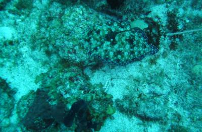 Pintado (e bem camuflado!) no Hangover Reef, na costa de Statia - Caribe