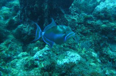 Queen Trigger Fish, no Hangover Reef, na costa de Statia - Caribe