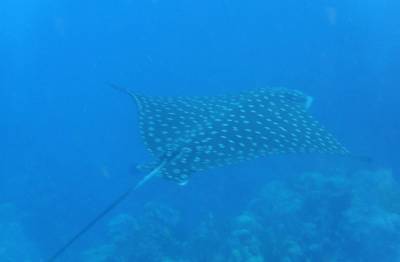 Uma bela arraia xita durante o mergulho em Tent Reef, na costa de Saba - Caribe