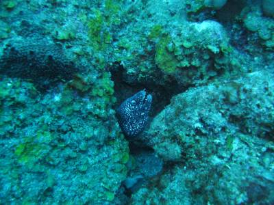 A sempre feroz moréia defende sua toca em Babylon, na costa de Saba - Caribe