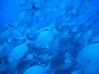 Cardume de peixes durante mergulho na Lage Noronha, em Fernando de Noronha - PE