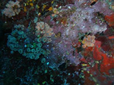 Corais semelhantes à pérolas, durante mergulho em Tent Reef Wall, na costa de Saba - Caribe