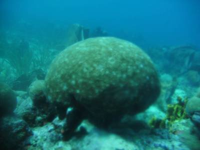 Enorme coral-cérebro em Speyside - Tobago
