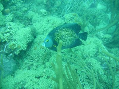 Peixe-frade em mergulho em Speyside - Tobago Peixe-frade em mergulho em Speyside - Tobago