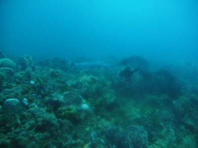 Pequena barracuda durante mergulho em Speyside - Tobago Pequena barracuda durante mergulho em Speyside - Tobago