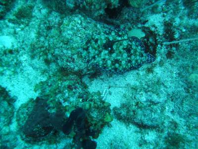 Pintado (e bem camuflado!) no Hangover Reef, na costa de Statia - Caribe Pintado (e bem camuflado!) no Hangover Reef, na costa de Statia - Caribe