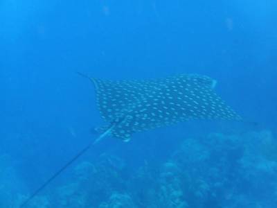 Uma bela arraia xita durante o mergulho em Tent Reef, na costa de Saba - Caribe