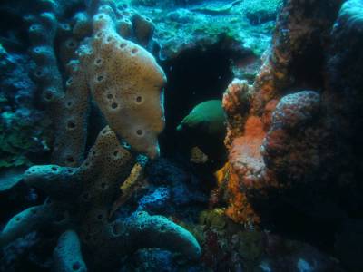 Uma bela moréia verde, durante mergulho em Outer Limits, na costa de Saba - Caribe