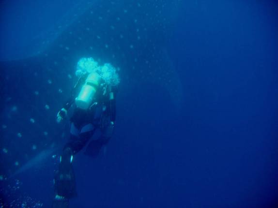 A Ana em perseguição ao gigantesco tubarão-baleia em mergulho na Isla Wolf, em Galápagos A Ana em perseguição ao gigantesco tubarão-baleia em mergulho na Isla Wolf, em Galápagos