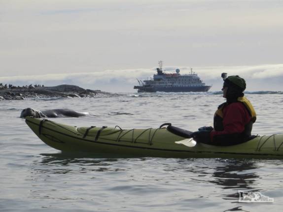 A Ana rema ao lado de um elefante-marinho em Gold Harbour, na Geórgia do Sul A Ana rema ao lado de um elefante-marinho em Gold Harbour, na Geórgia do Sul