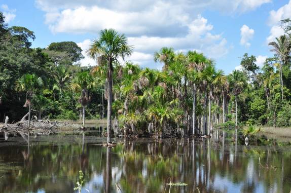 A bela paisasem da BR-319, estrada que liga Manaus à Porto Velho, em Rondônia