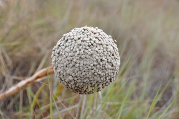 A bela vegetação do Pico do Itambé, na região de Capivari - MG
