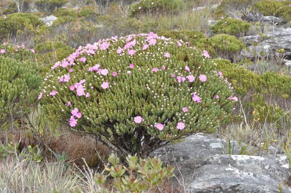 A bela vegetação do Pico do Itambé, na região de Capivari - MG