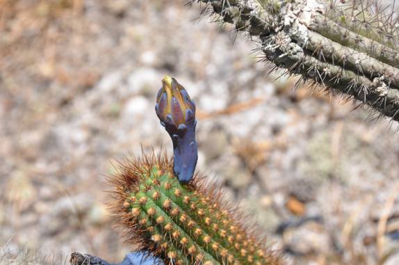 A flôr do cactus, na Serra do Intendente, em Tabuleiro - MG A flôr do cactus, na Serra do Intendente, em Tabuleiro - MG