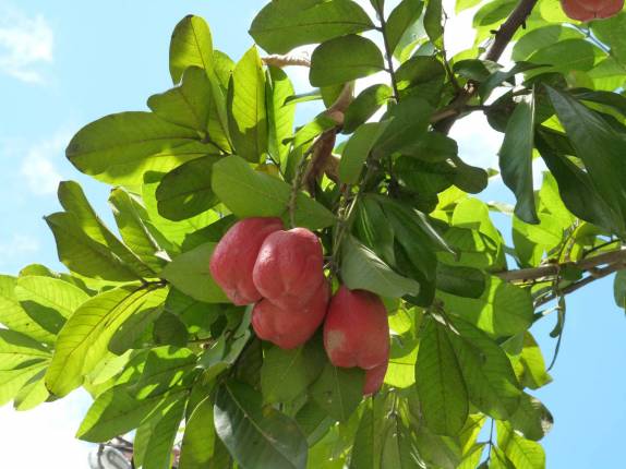 A fruta nacional do país, em Montego Bay, na Jamaica A fruta nacional do país, em Montego Bay, na Jamaica