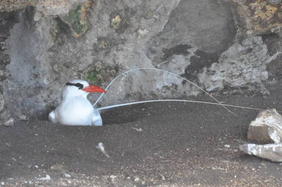 A Grazina, com sua llonga calda, na Ilha da Siriba, em Abrolhos - BA A Grazina, com sua llonga calda, na Ilha da Siriba, em Abrolhos - BA