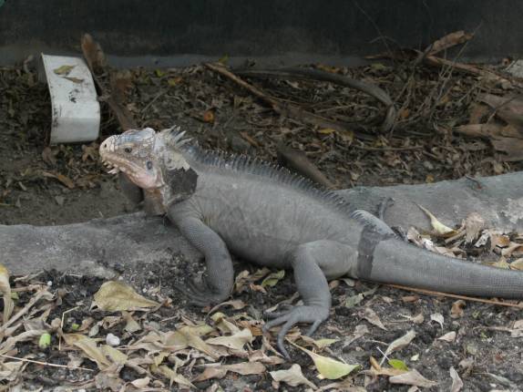 A Iguana Delicatissima, encontrada apenas nas ilhas de Saba e de Statia - Caribe A Iguana Delicatissima, encontrada apenas nas ilhas de Saba e de Statia - Caribe