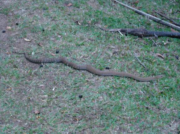 A jararaca que nos esperava no final da trilha do Pico Paraná - PR A jararaca que nos esperava no final da trilha do Pico Paraná - PR