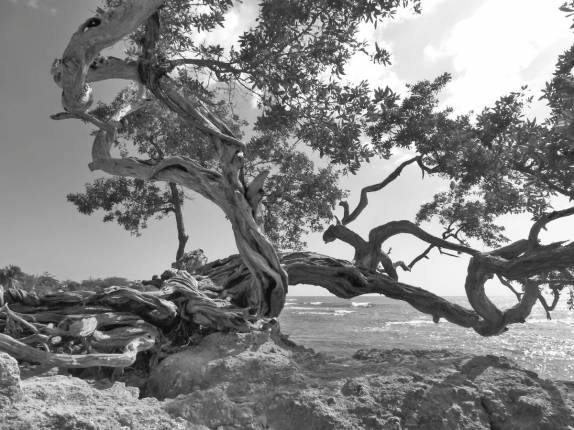A linda e respeitosa árvore nas pedras de praia em Treasure Beach, no litoral sul da Jamaica A linda e respeitosa árvore nas pedras de praia em Treasure Beach, no litoral sul da Jamaica