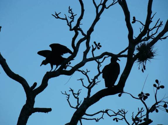 Abutres no final da descida do Pico do Papagaio no Vale do Matutu - MG Abutres no final da descida do Pico do Papagaio no Vale do Matutu - MG