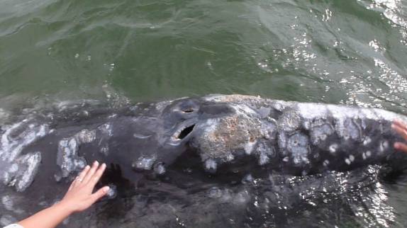 Acariciando baleia Cinzenta na Baía Magdalena, região de Puerto López Mateos, na Baja California - México