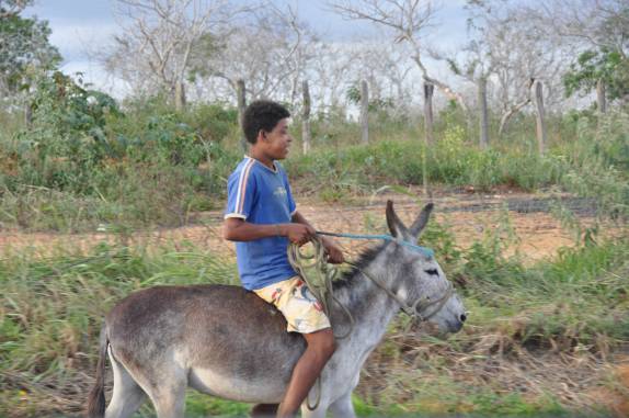 Andando de jegue em estrada no interior da Bahia Andando de jegue em estrada no interior da Bahia
