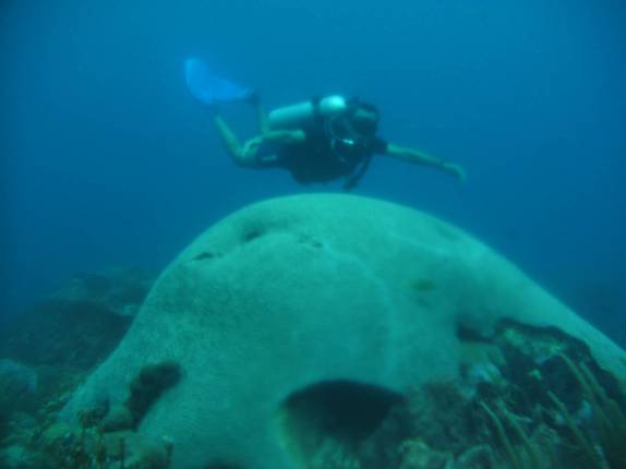 Ao lado de coral-cérebro em Speyside - Tobago Ao lado de coral-cérebro em Speyside - Tobago
