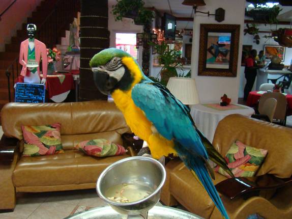 Arara no lobby do hotel em Nassau