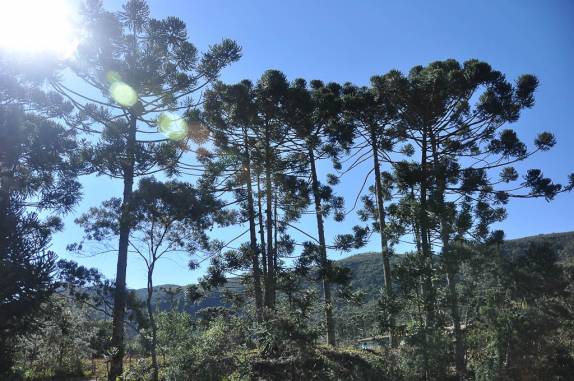 Araucárias no Vale do Matutu - MG