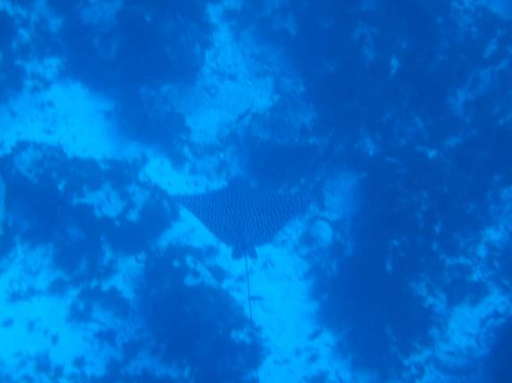 Arraia Chita durante mergulho na Lage Noronha, em Fernando de Noronha - PE Arraia Chita durante mergulho na Lage Noronha, em Fernando de Noronha - PE