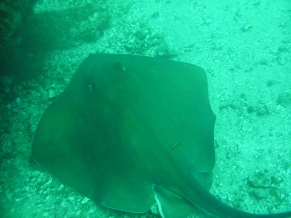 Arraia no mergulho na Laje de Santos - SP Arraia no mergulho na Laje de Santos - SP