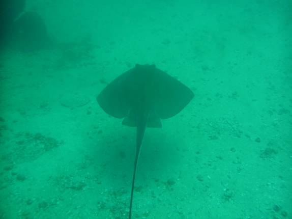 Arraia no mergulho na Laje de Santos - SP Arraia no mergulho na Laje de Santos - SP