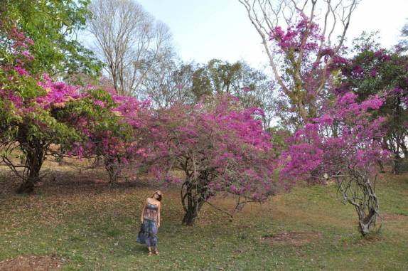 As flores do Grande Hotel em Araxá - MG