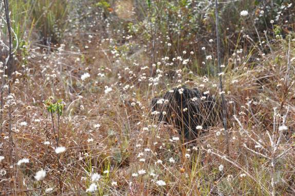 As flores Sempre-Vivas, no Parque Nacional das Sempre-Vivas, em MG