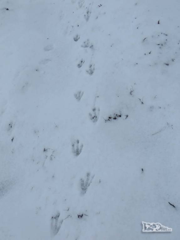 As inconfundiveis pegadas de pinguins na neve, no nosso caminho para Stromness, na Geórgia do Sul As inconfundiveis pegadas de pinguins na neve, no nosso caminho para Stromness, na Geórgia do Sul