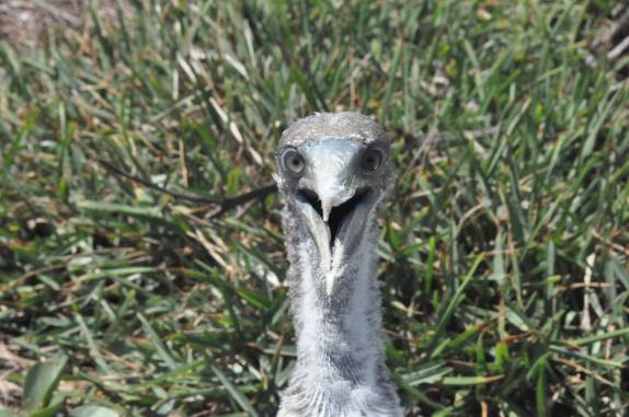 Atobá na ilha da Siriba em Abrolhos - BA
