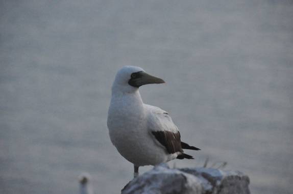 Atobá na ilha de Santa Bárbara em Abrolhos - BA Atobá na ilha de Santa Bárbara em Abrolhos - BA