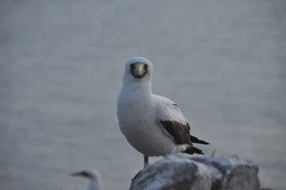 Atobá na ilha de Santa Bárbara em Abrolhos - BA