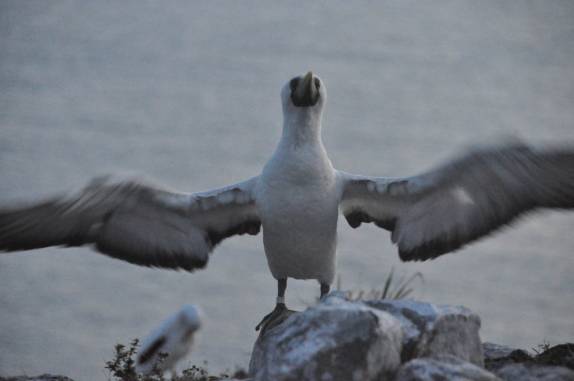 Atobá na ilha de Santa Bárbara em Abrolhos - BA